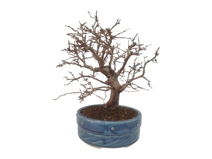 Hrab korejský - Carpinus coreana  Sk 3344-55