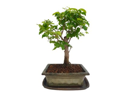 Čínsky vtáči zob - Ligustrum chinensis  SK 3344-9