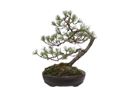 Borovica lesná- Pinus sylvestris  SK 3344-70