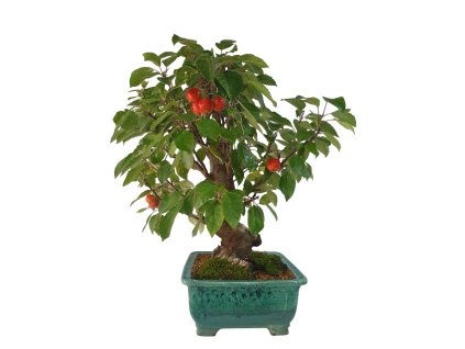 Jabloň maloplodá - Malus halliana  SK 3344-58