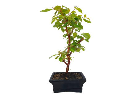 Drieň obyčajný -Cornus mas  SK 3344-98