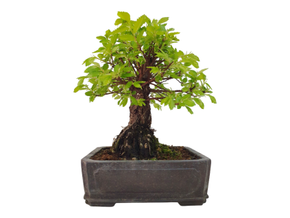 Zelkova Nire  SK 3344-60