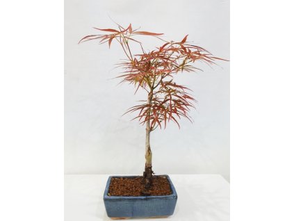 Javor dlaňolistý-Acer palmatum  RED PYGMY