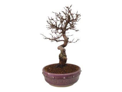 Korejský hrab - Carpinus coreana  SK 3344-55