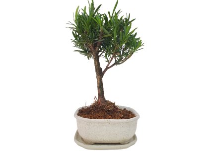 Podocarpus - Kamenný tis  SK 3344 -7