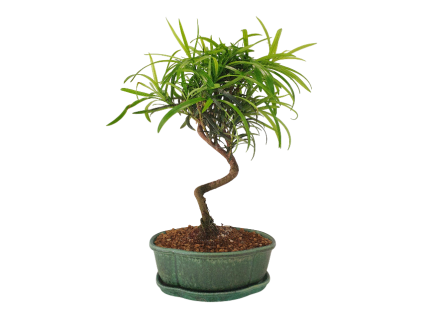 Podocarpus - Kamenný tis  SK 3344 -7