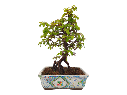 Korejský hrab - Carpinus coreana  SK 3344-55