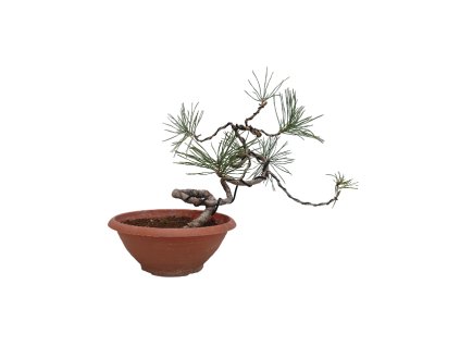 Borovica lesná- Pinus sylvestris  SK 3344-70