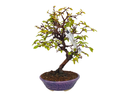 Hrab korejský - Carpinus coreana  SK 3344-55