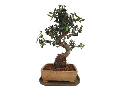 Oliva európska  - Olea sylvestris  SK-3344-12