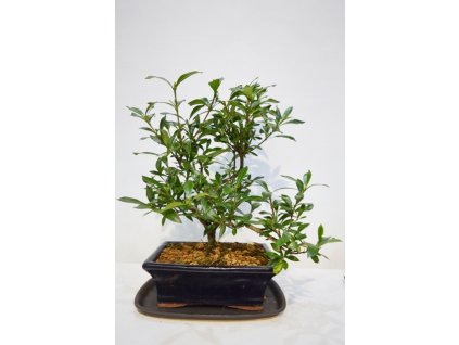 Gardenia Jasminoides-Gardénia jasmínová
