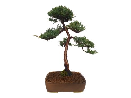 Bonsai Borievka - Juniperus sargentii  SK-3344-65