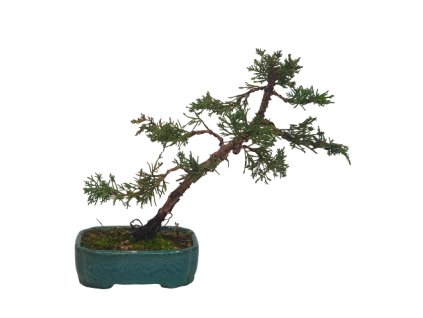 Bonsai Borievka - Juniperus sargentii  SK-3344-65