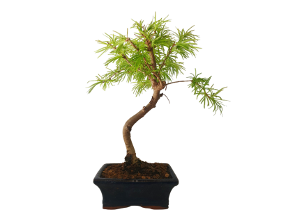 Pasmrekovec - Pseudolarix  Sk 3344-61