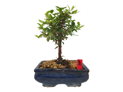 Lonicera nitida maigrun - Zemolez  SK 3344-96