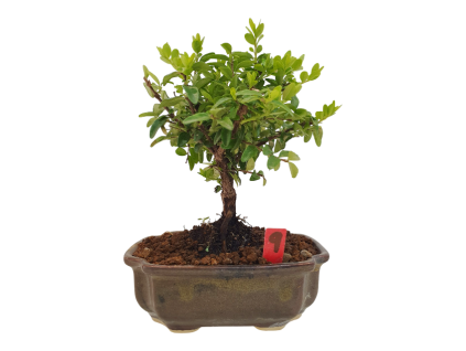 Lonicera nitida maigrun - Zemolez  SK 3344-96