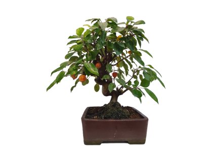 Jabloň maloplodá - Malus halliana  SK 3344-58