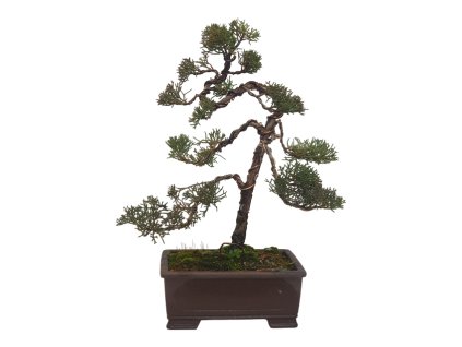 Bonsai Borievka - Juniperus sargentii  SK-3344-65