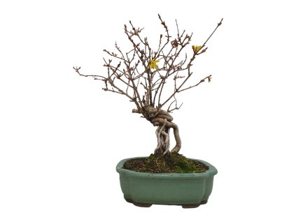 Zlatý dážď - Forzythia  SK 3344-75