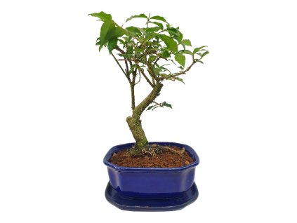 Malpighia coccigera- Barbadoská čerešňa  SK 3344-26