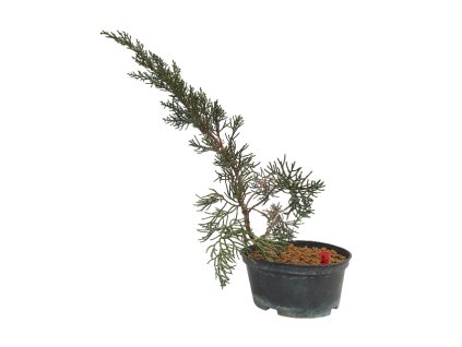 Juniperus chinensis var. taiwanensis  SK-3344-