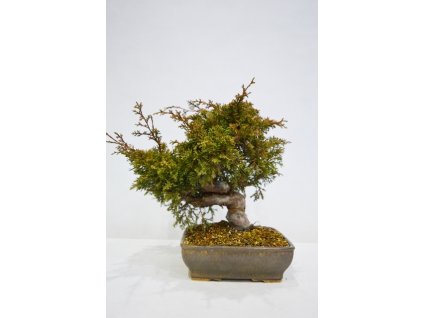 Juniperus chinensis - varieta itoigava