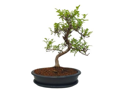 Peprovník čínsky - Caragona spinosa  SK-3344-4