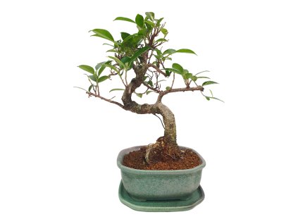 Fikus retusa - Fikus malolistý  SK-3344-1