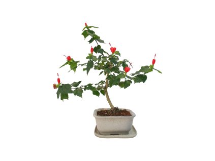 Malvaviscus arboreus- Ibiškovec drevnatý  SK 3344-00