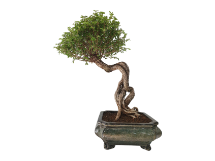 Zelkova NIRE  SK 3344-60