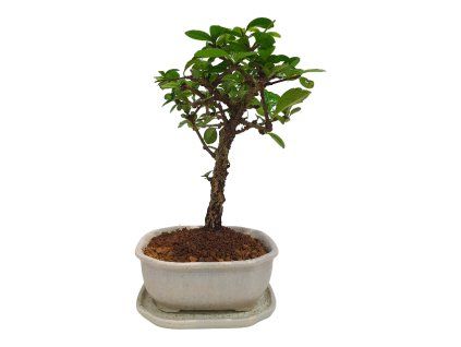 Carmona microphylla -   Čaj fuki  SK 3344-2