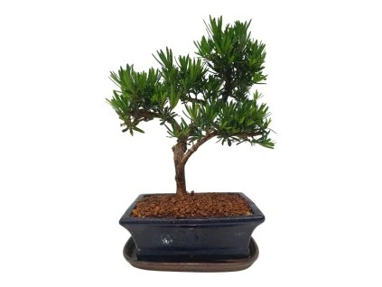 Podocarpus - Kamenný tis  SK 3344 -7