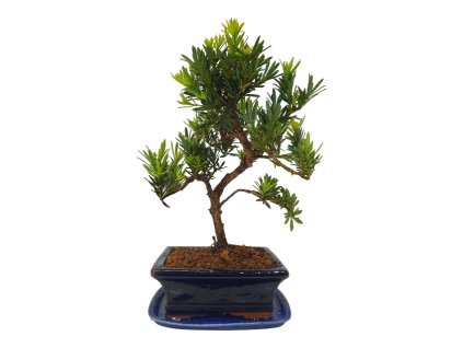 Podocarpus - Kamenný tis  SK 3344 -7