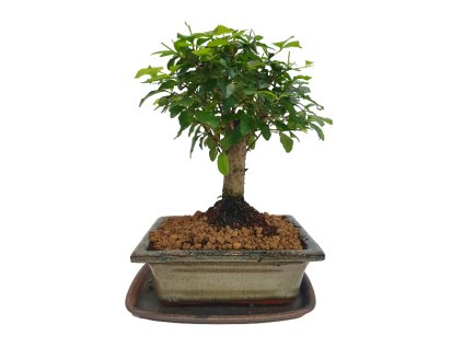 Čínsky vtáči zob - Ligustrum chinensis  SK-3344-9