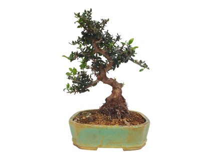 Oliva europska  - Oliva sylvestris  SK 3344-12