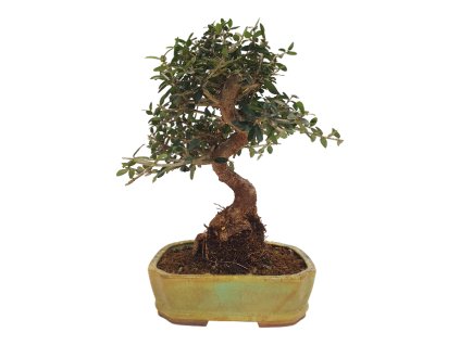 Oliva europska  - Oliva sylvestris  SK 3344-12