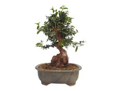 Oliva europska  - Oliva sylvestris  SK 3344-12