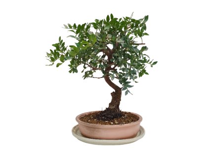 Pistacia lentiscus - Pistácia  SK 3344-13