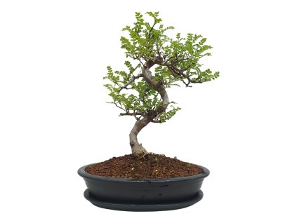 Peprovník čínsky - Caragona spinosa  SK-3344-4