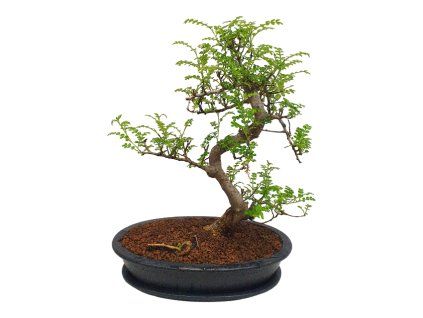 Peprovník čínsky - Caragona spinosa  SK-3344-4