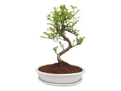 Peprovník čínsky - Caragona spinosa  SK 3344-4