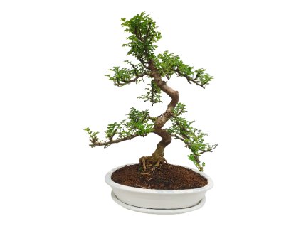 Peprovník čínsky - Caragona spinosa  SK 3344-4