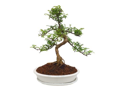 Peprovník čínsky - Caragona spinosa  SK 3344-4