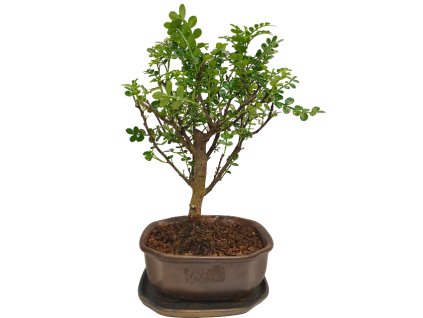 Peprovník čínsky - Caragona spinosa  SK 3344-4