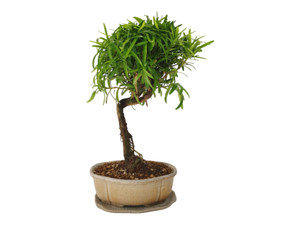 Podocarpus - Kamenný tis  SK 3344 -7