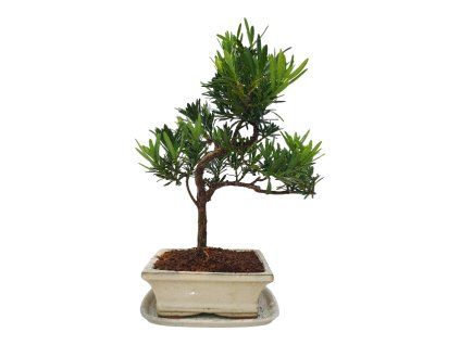 Podocarpus - Kamenný tis  SK 3344 -7