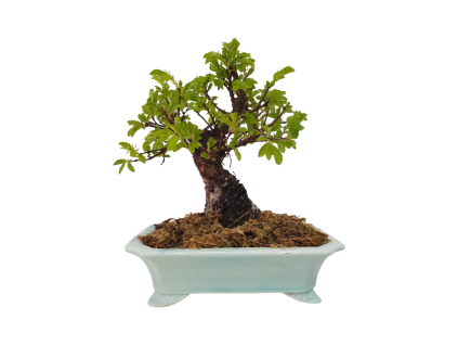 Zelkova Nire  SK 3344-60