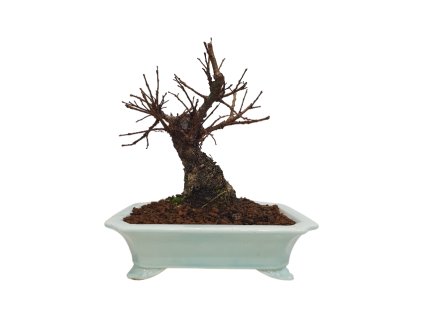 Zelkova Nire  SK 3344-60
