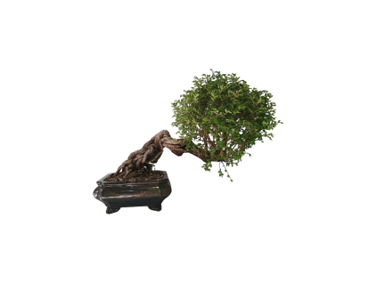 Zelkova Nire  SK 3344-60