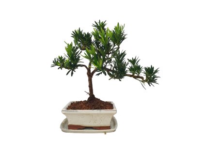 Podocarpus - Kamenný tis  SK 3344-7